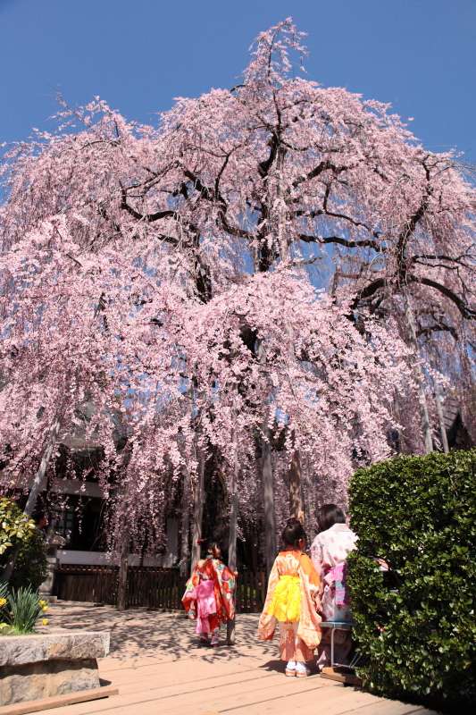 慈雲寺のイトザクラと子供たち3