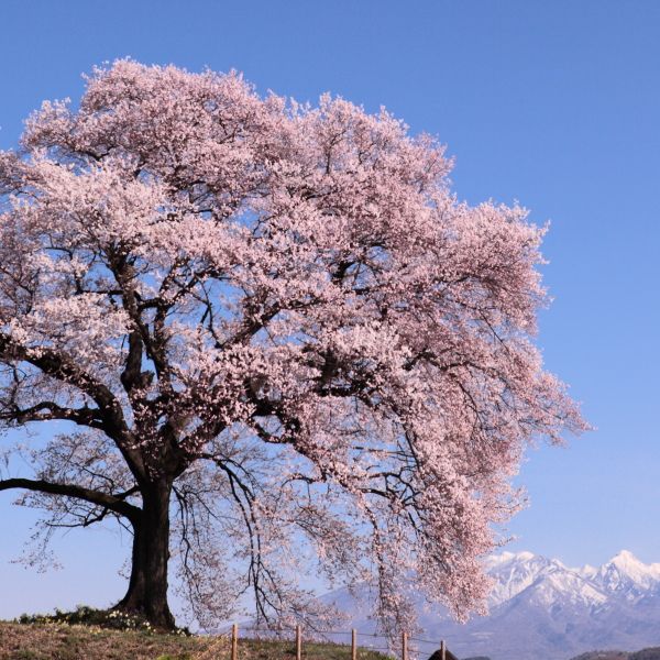 わに塚の桜_スクエア