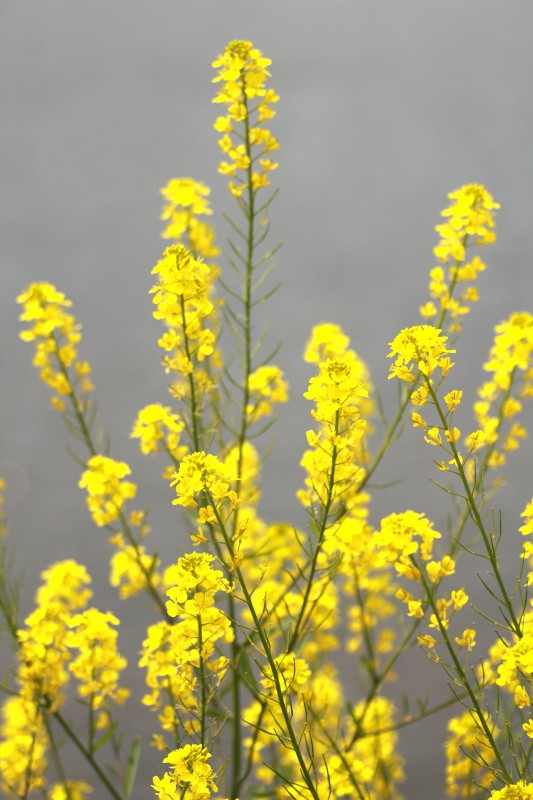 菜の花2