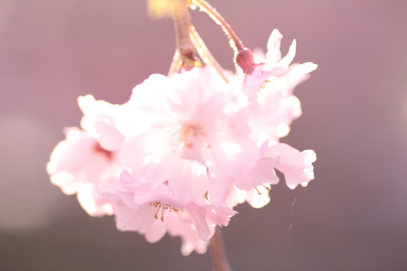 三嶋大社_桜10