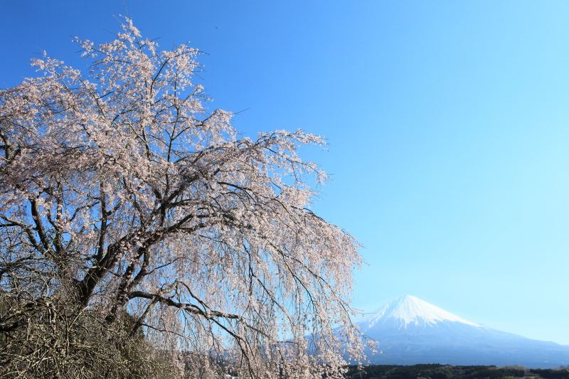 正法寺桜2