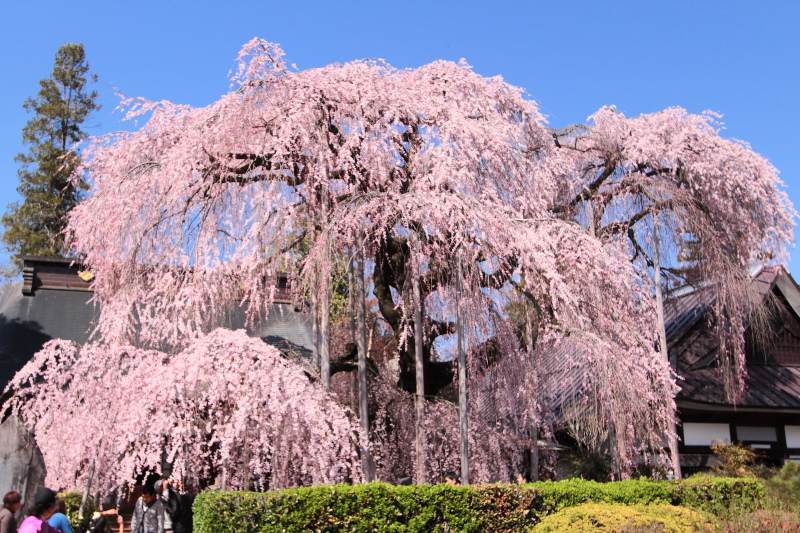 慈雲寺のイトザクラ5