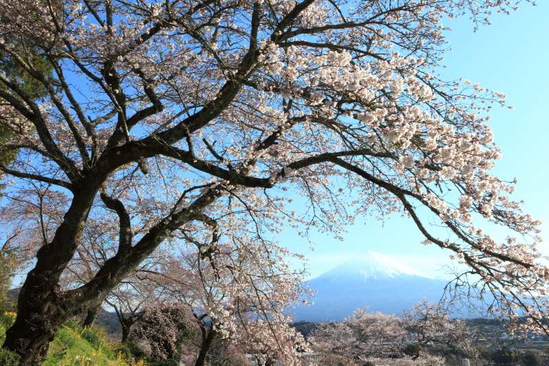 興福寺3