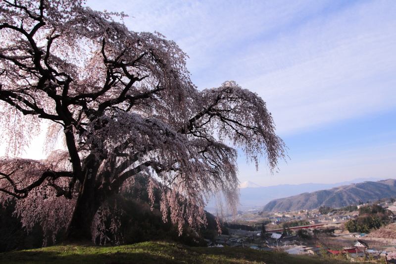 14.乙ヶ妻のしだれ桜_朝
