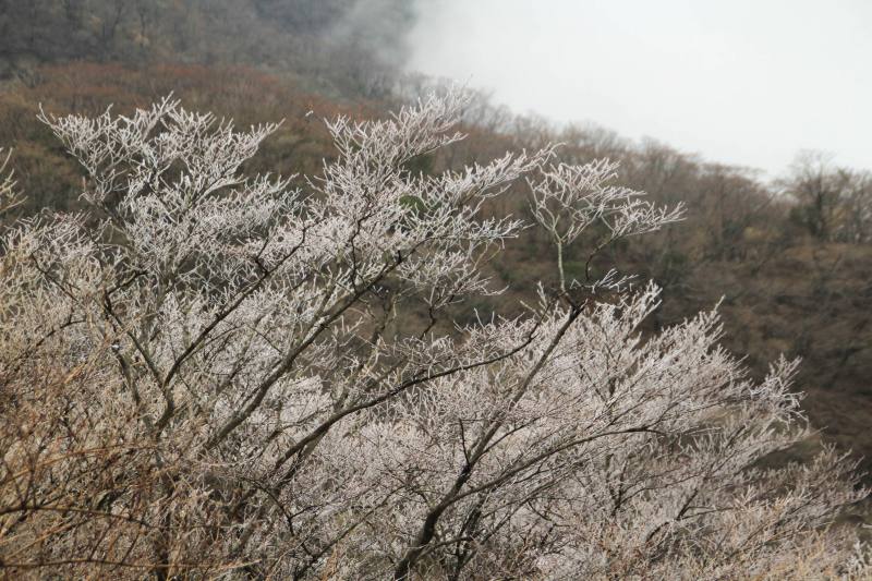 73.金冷し-塔ノ岳_樹氷