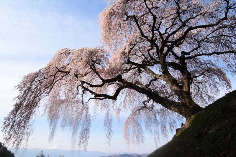 15.乙ヶ妻のしだれ桜_朝