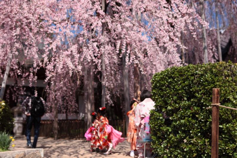 慈雲寺のイトザクラと子供たち1