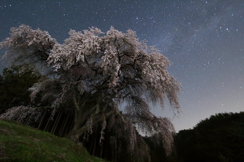 8.乙ヶ妻のしだれ桜_月なし