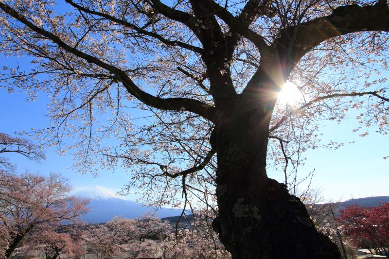 興福寺1