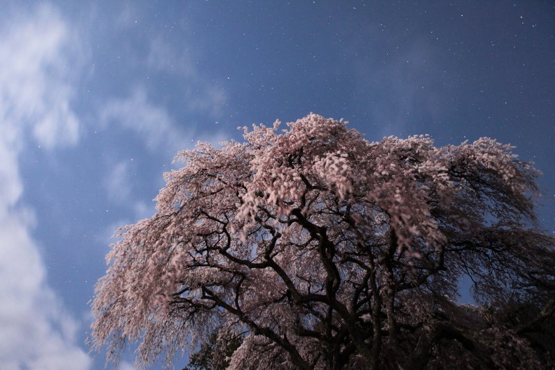 3.乙ヶ妻のしだれ桜_月明かり
