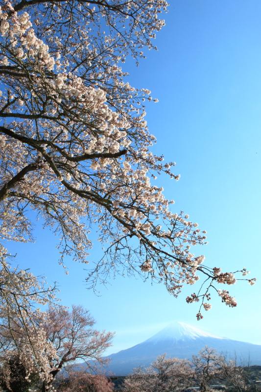 興福寺2