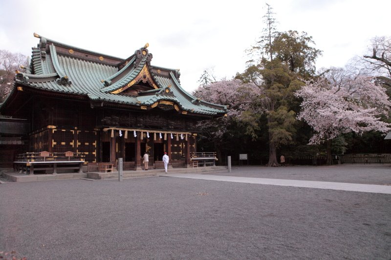 三嶋大社_桜7