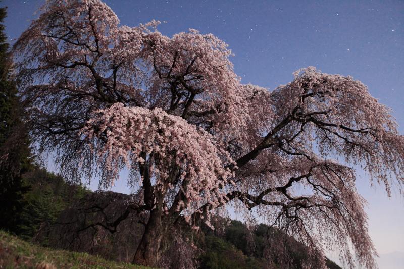 4.乙ヶ妻のしだれ桜_月明かり
