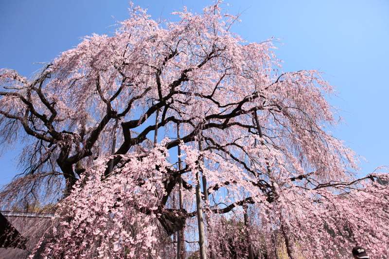 慈雲寺のイトザクラ7