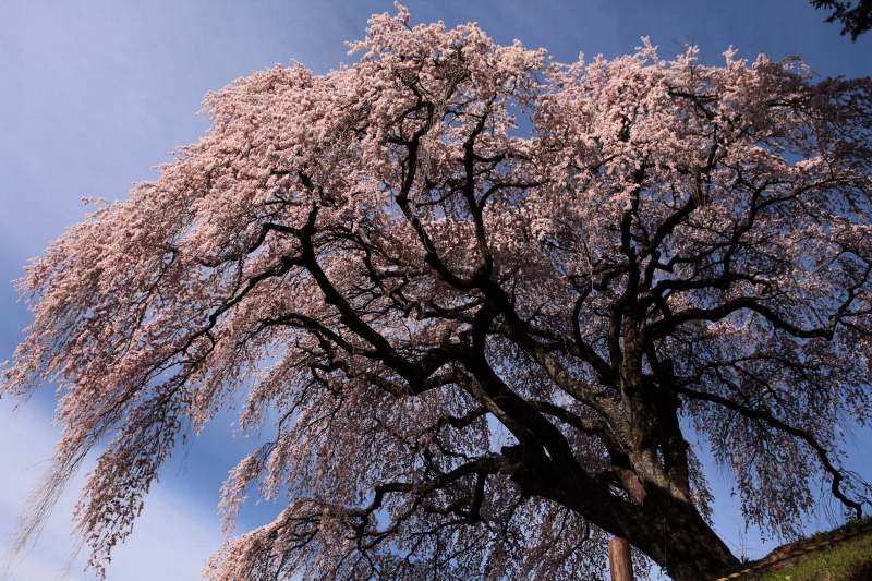 18.乙ヶ妻のしだれ桜_朝