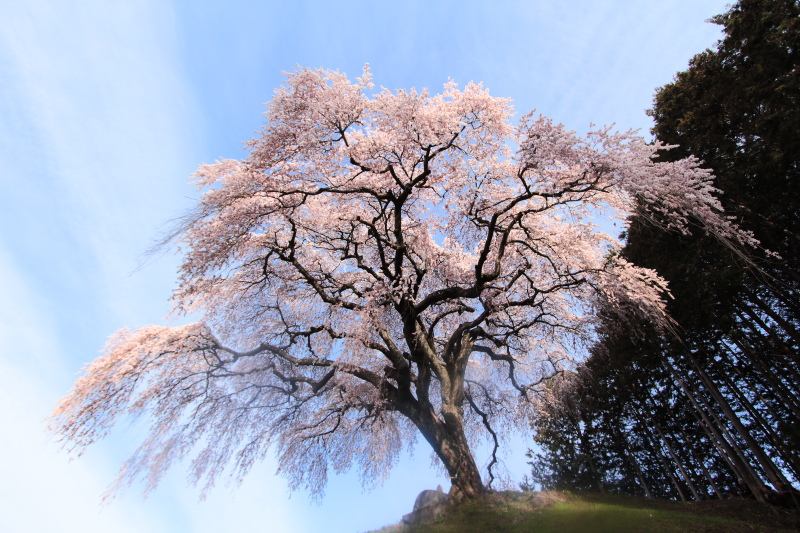 16.乙ヶ妻のしだれ桜_朝