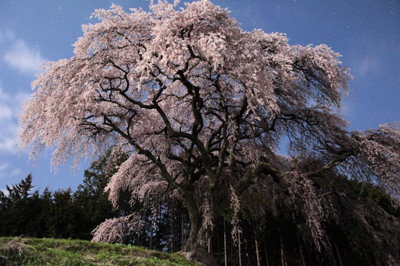 2.乙ヶ妻のしだれ桜_月明かり