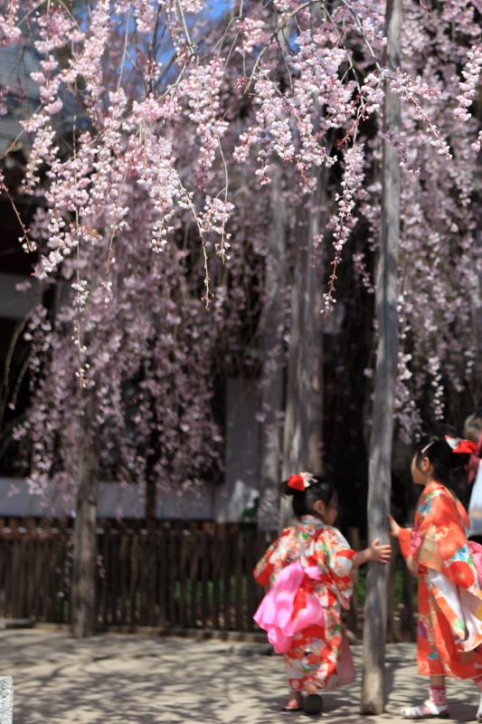 慈雲寺のイトザクラと子供たち5
