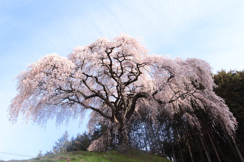 13.乙ヶ妻のしだれ桜_朝