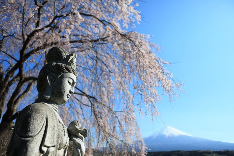 正法寺桜1