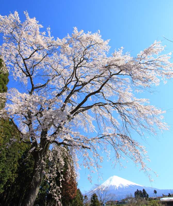 千光寺3