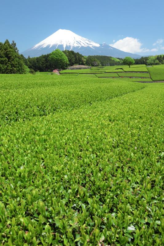 富士市大渕の茶畑2