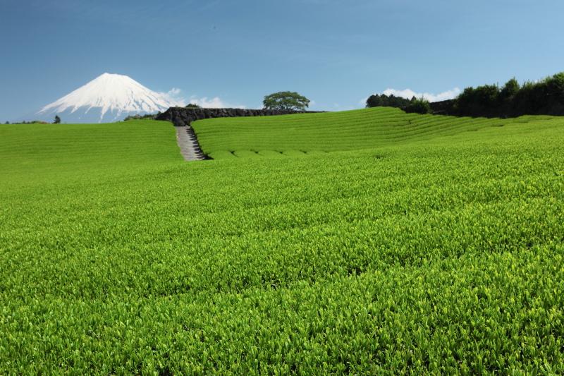 富士市今宮の茶畑3
