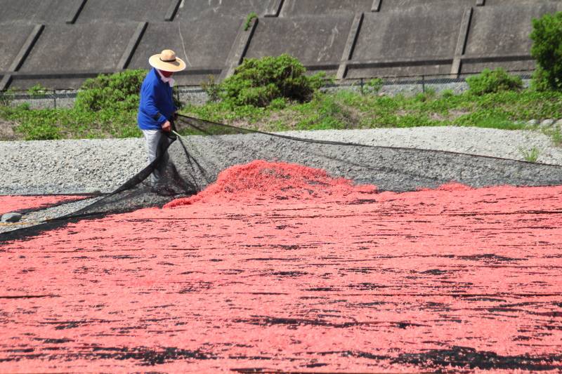 富士川河川敷_アミエビの天日干し7