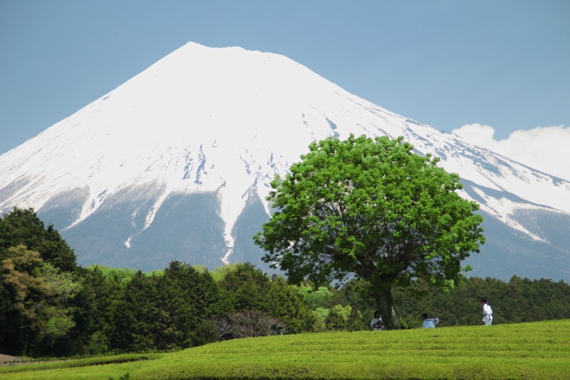 富士市大渕の茶畑4