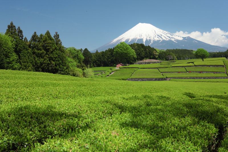 富士市大渕の茶畑3