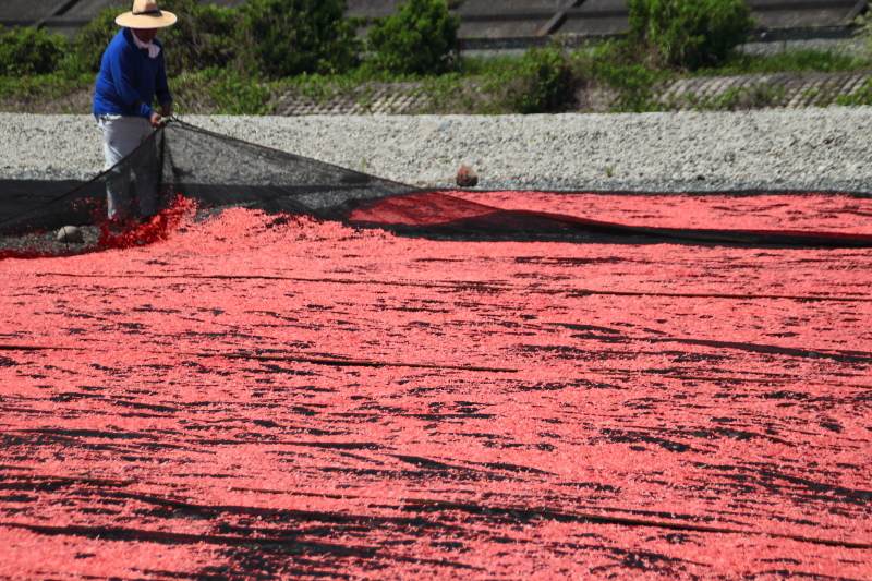 富士川河川敷_アミエビの天日干し6