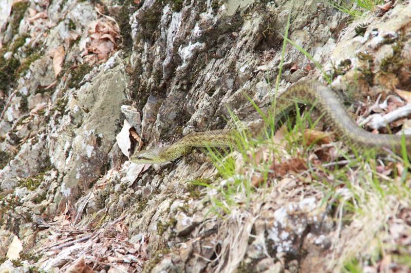 登山道を横切る蛇
