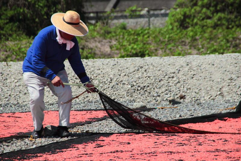 富士川河川敷_アミエビの天日干し9