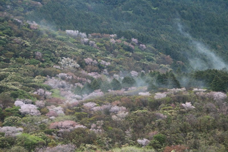 達磨山マメザクラ_1日目4