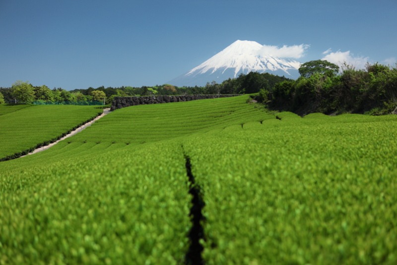 富士市今宮の茶畑5