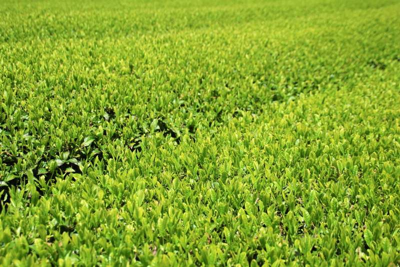 富士市大渕の茶畑6