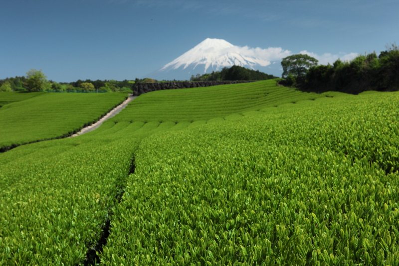 富士市今宮の茶畑2