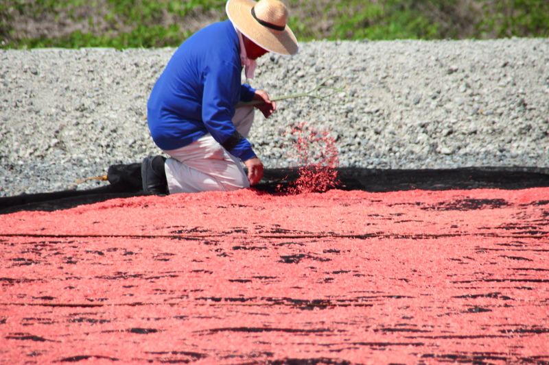 富士川河川敷_アミエビの天日干し8