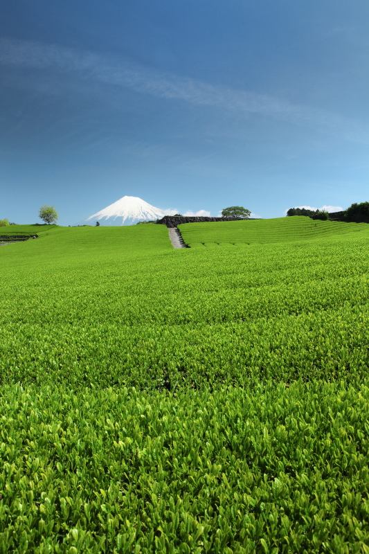 富士市今宮の茶畑4
