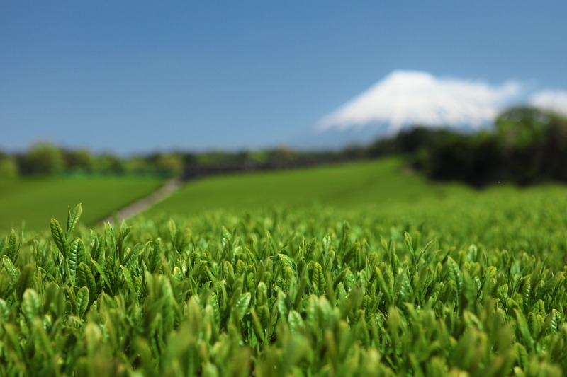 富士市今宮の茶畑6