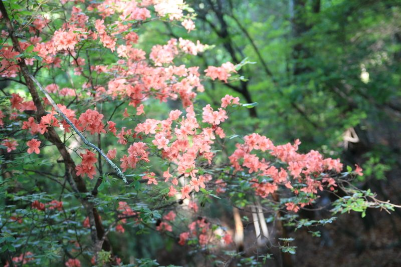 12.瑞牆山荘-富士見平_ミツバツツジ