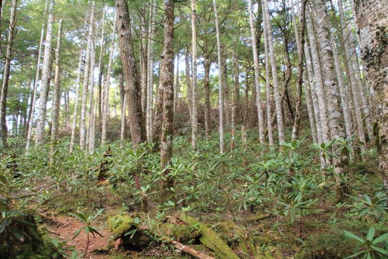 49.富士見平-鷹見岩_登山道