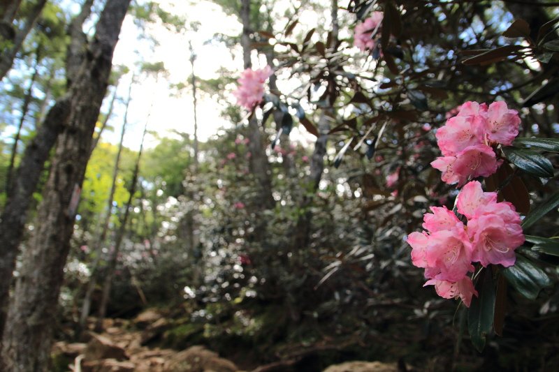 76.大日小屋-大日岩_シャクナゲ