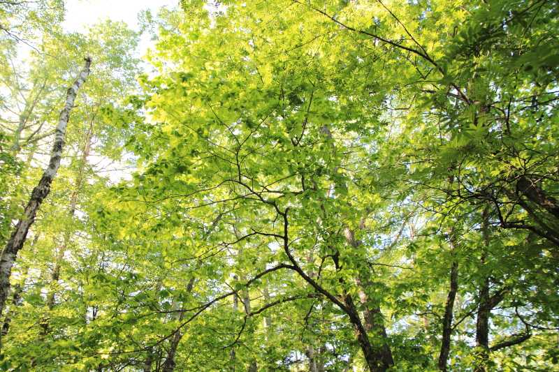 20.瑞牆山荘-富士見平_新緑