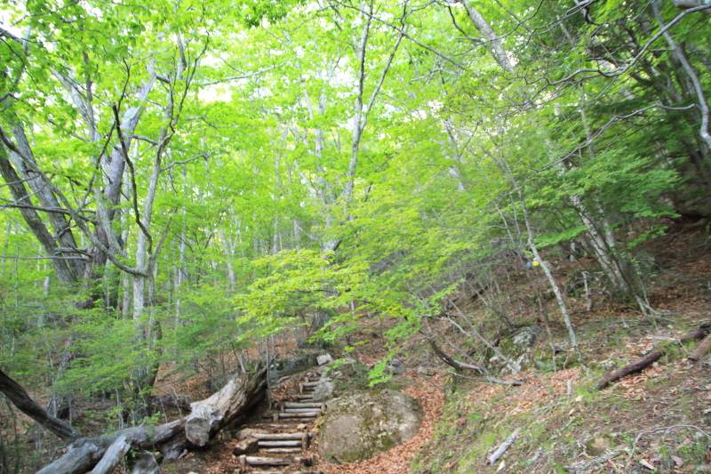 9.瑞牆山荘-富士見平_新緑