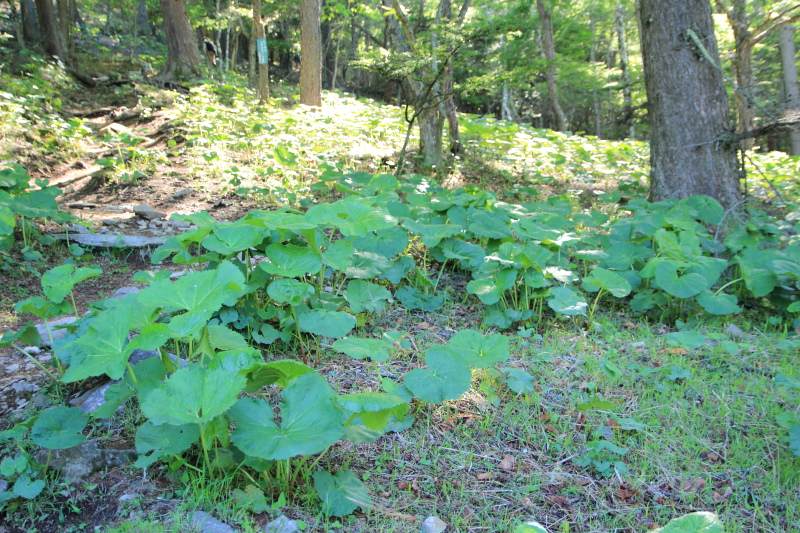 26.富士見平-鷹見岩_マルバダケブキ