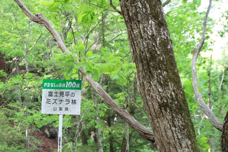 17.瑞牆山荘-富士見平_ミズナラ林