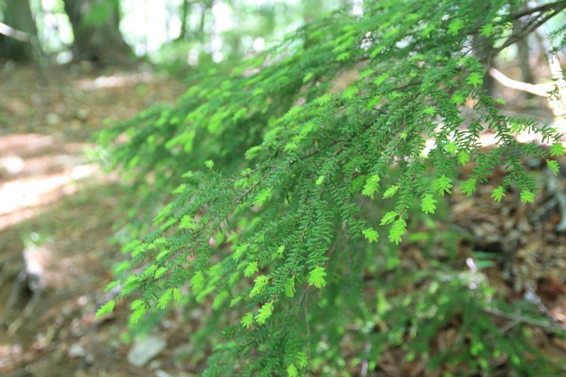 15.瑞牆山荘-富士見平_新緑