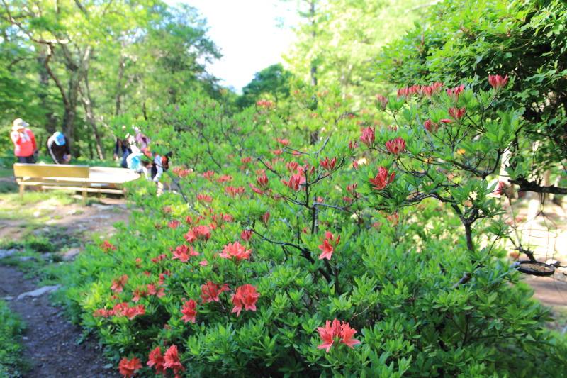 25.富士見平_小屋前のミツバツツジ