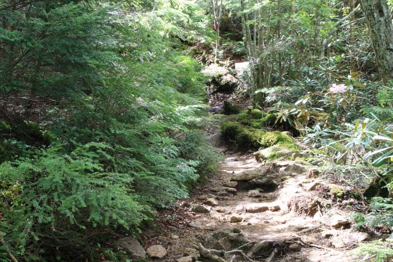 65.鷹見岩-大日小屋_登山道
